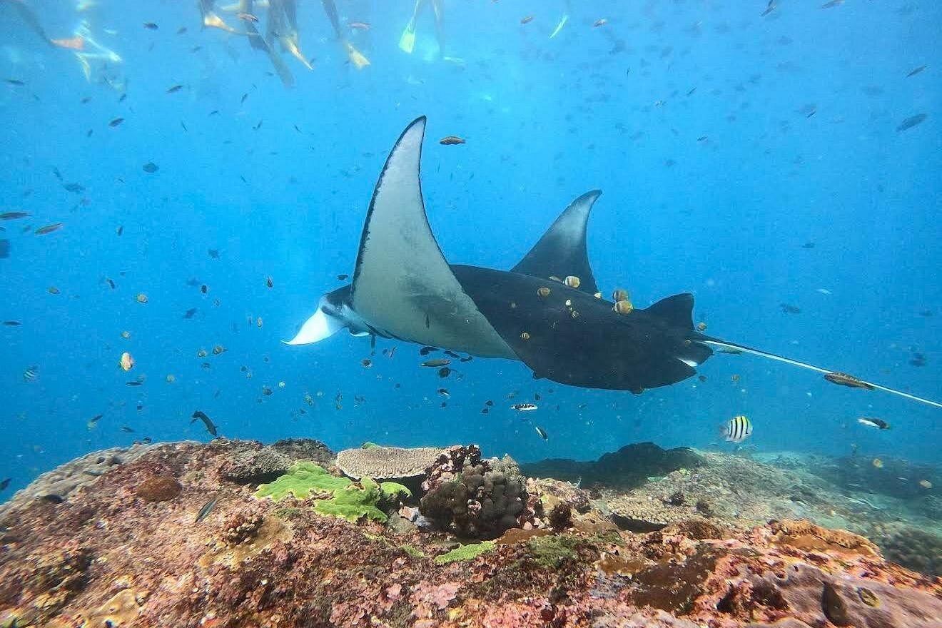 Manta ray gliding over coral reef at Manta Point, Nusa Penida