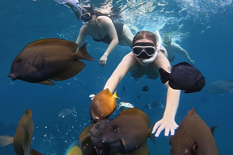 Group of snorkelers surrounded by colourful tropical fish