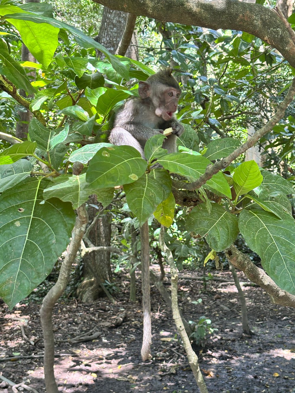 Sacred Monkey Forest sanctuary with stone gate and banyan trees